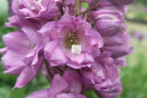 Delphinium 'Astolat'